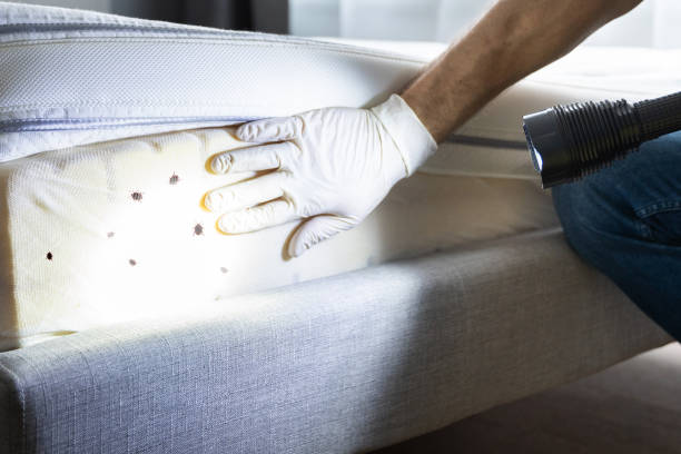 Best Local Pest Control Services  in Mineral Springs, NC