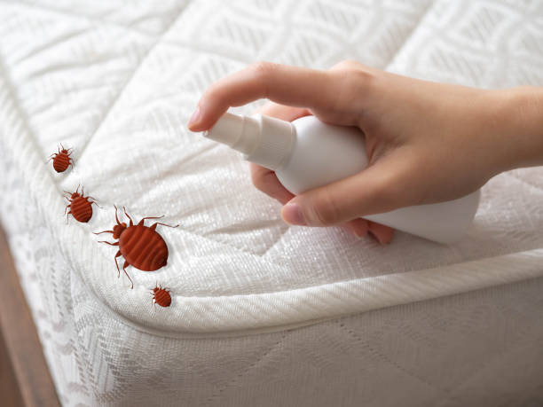 Wasp Removal Services in Mineral Springs, NC