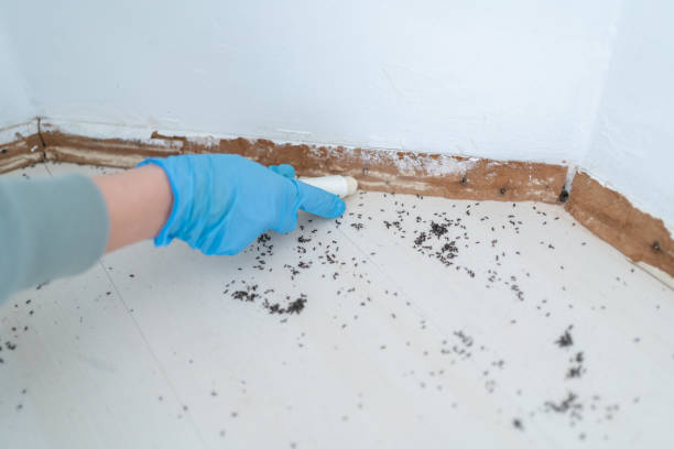 Best Termite Control Services  in Mineral Springs, NC